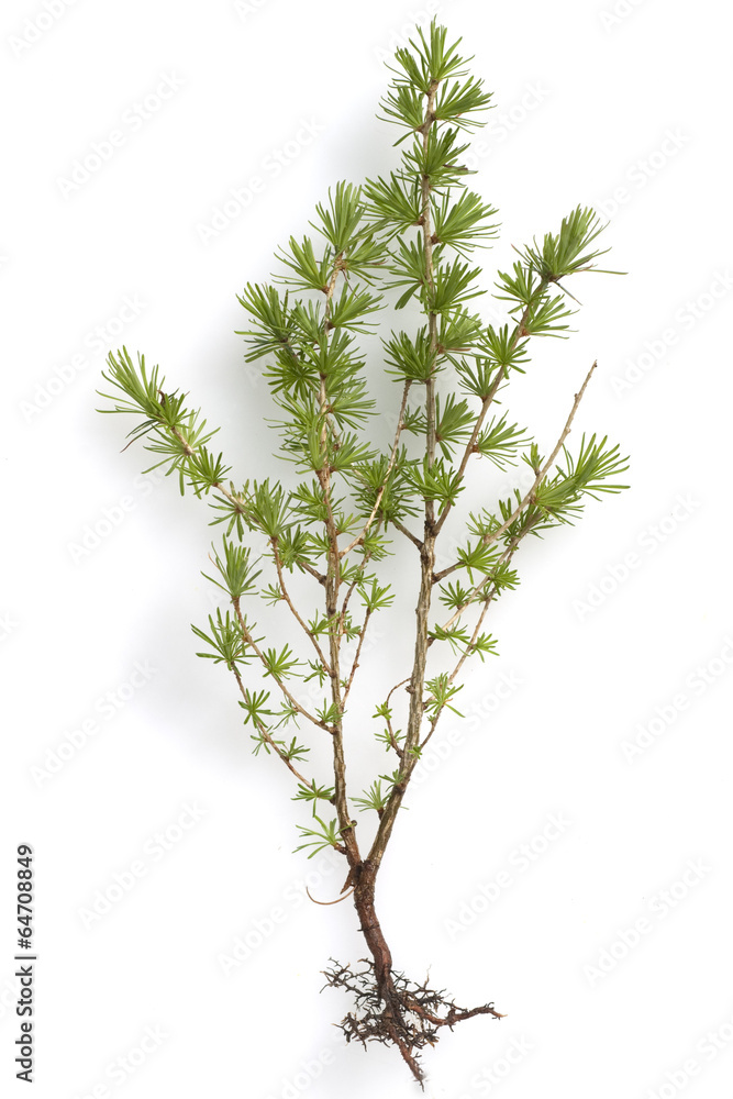 Laerchensproessling Laerchensproessling