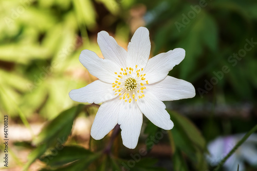 Wood anemone closeup in nature