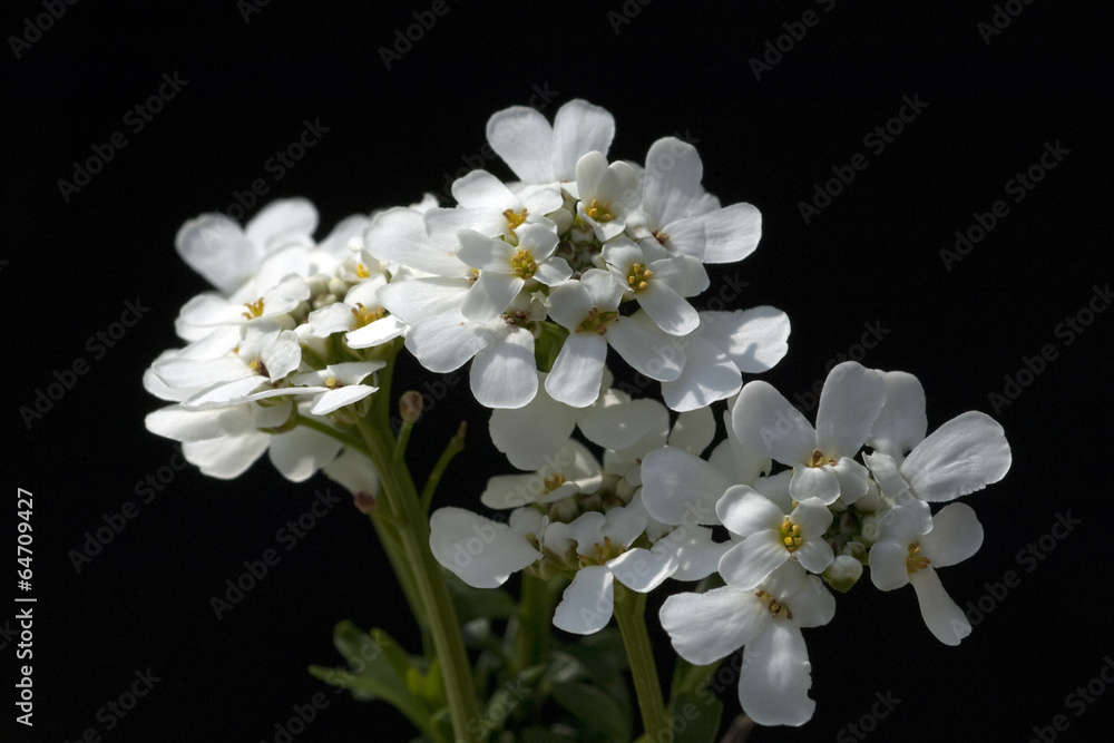 Obraz premium Bittere, Schleifenblume; Iberis;