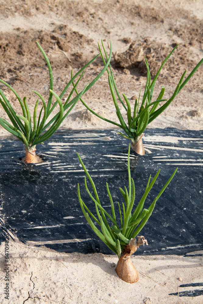 Fototapeta premium Plantation d'échalotes dans un champ