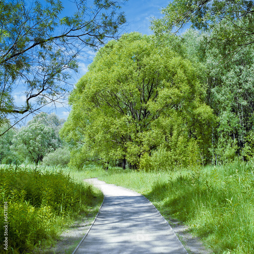 Park trail between the trees