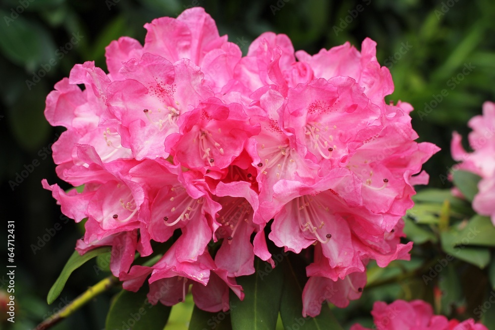 Rhododendrons Rhododendrons