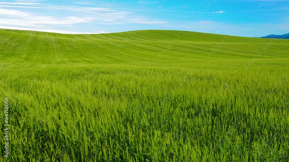 Pradera verde Pradera verde