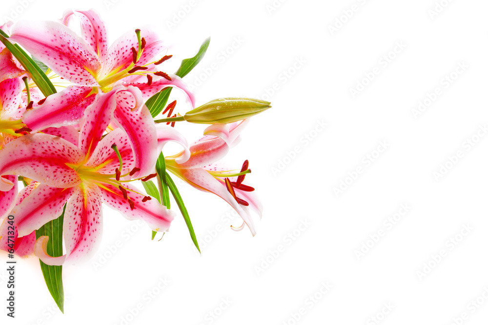 Pink lily isolated. Pink lily isolated.