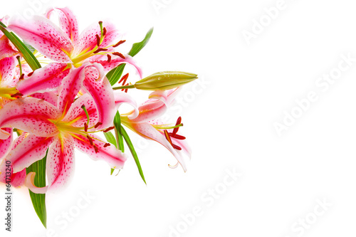 Fototapeta Naklejka Na Ścianę i Meble -  Pink lily isolated. 
