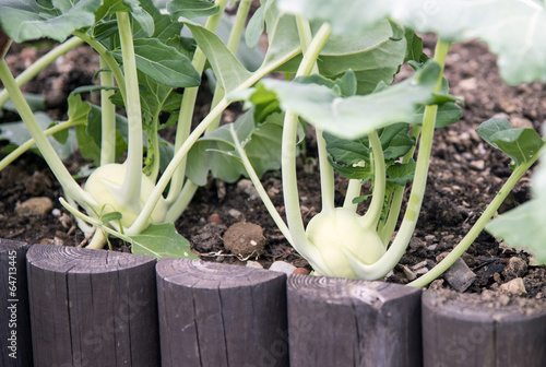 Tableau sur toile Kohlrabi im Hochbeet