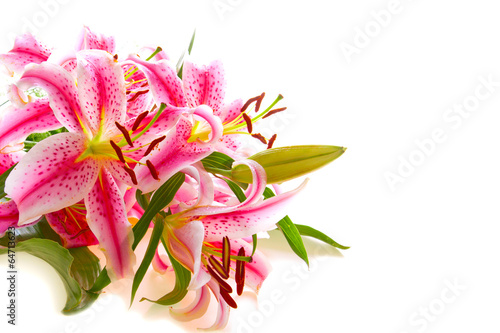 Pink lily isolated. 