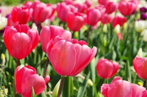 Tulpe rot - tulip red 25