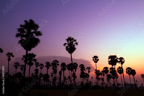 palm trees silhouette on beautiful sunset