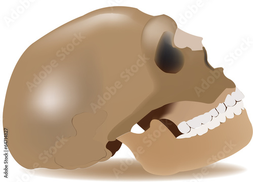 teschio umano
