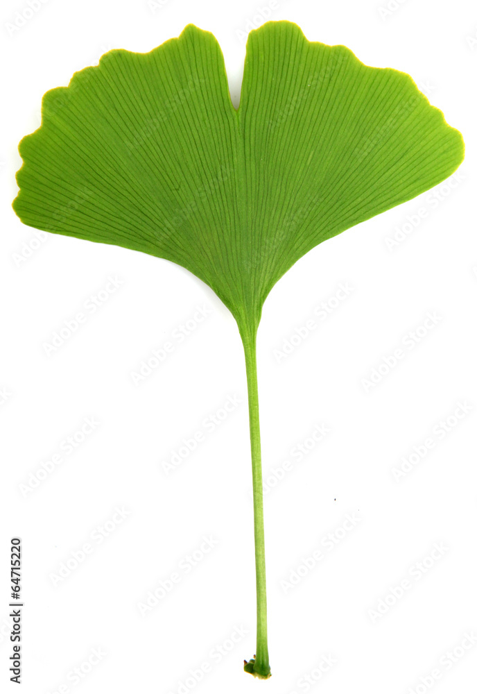 Fototapeta premium green ginkgo biloba isolated on white background