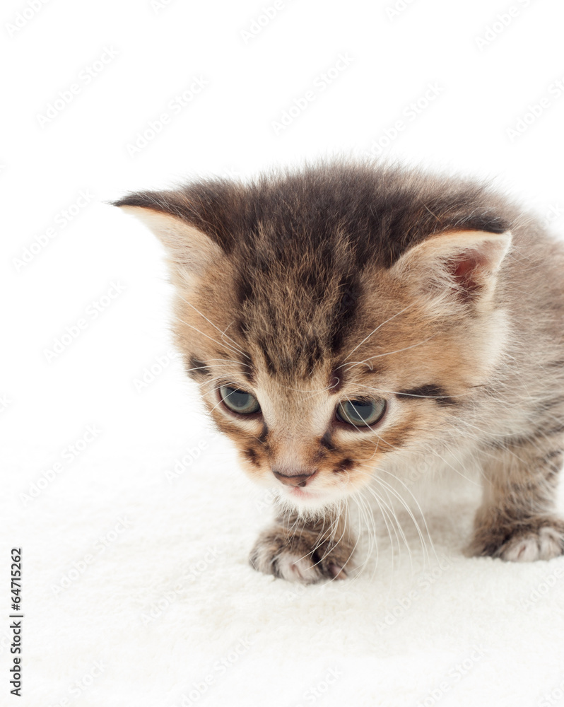 little kitten on white background little kitten on white background