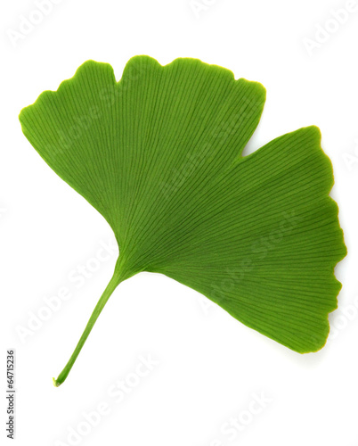 zielony-milorzab-dwuklapowy-na-bialym-tle