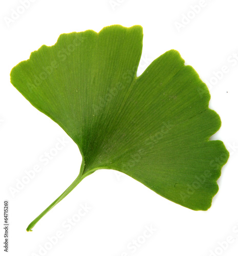 green ginkgo biloba isolated on white background photo