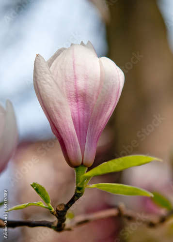 blossoming of magnolia
