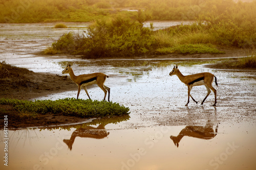 Two Impala at waterhole in Amboseli