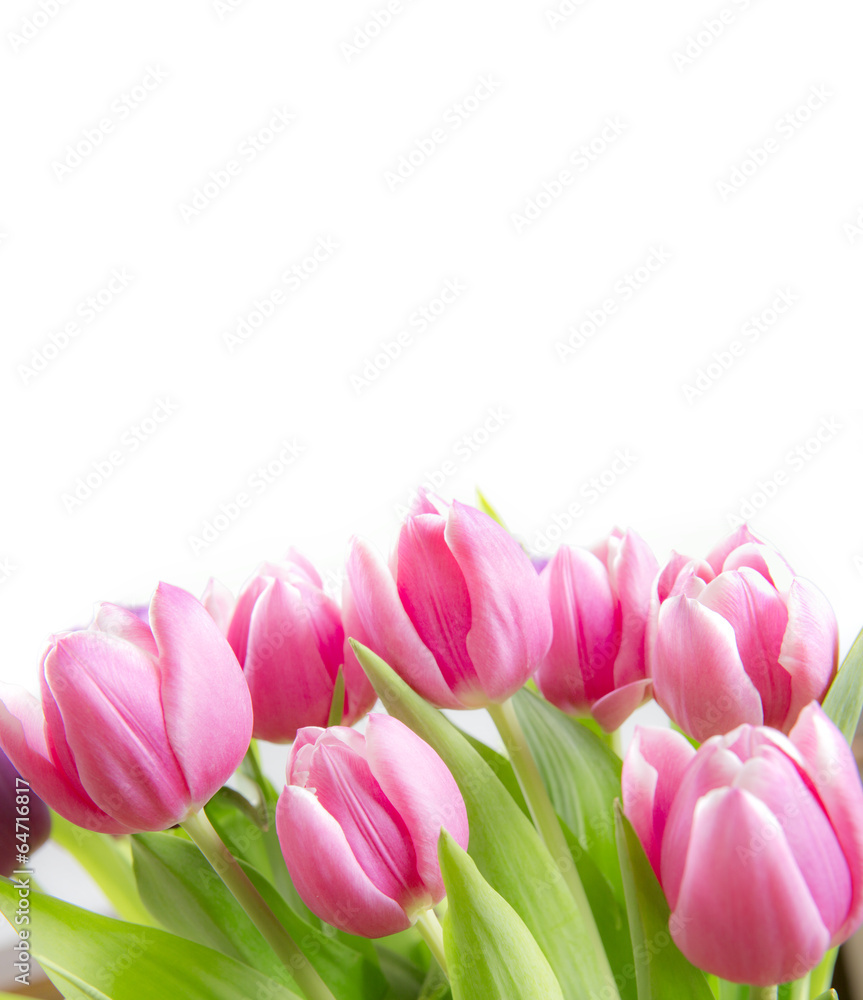Rosa, Tulpen Rosa, Tulpen