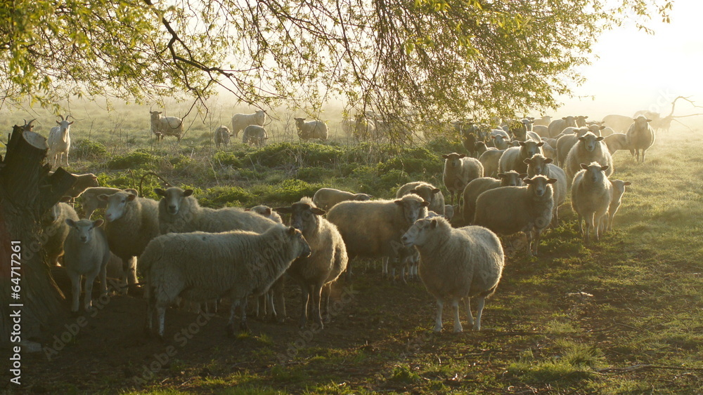 Obraz premium schafherde