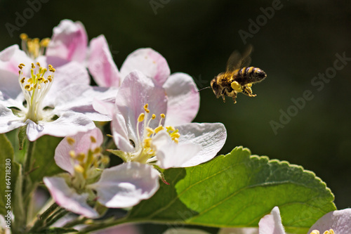 Biene im Anflug auf Apfelblüte, bee in flight