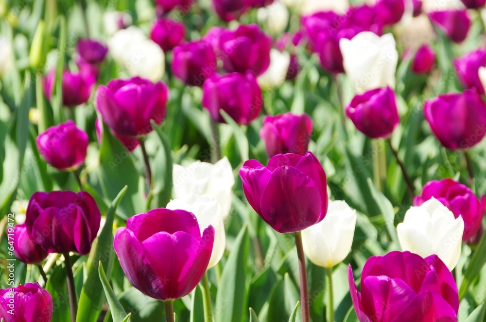 Tulpen lila und weiss - tulips purple and white 01 Tulpen lila und weiss - tulips purple and white 01