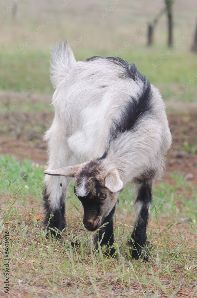 A portret of funny black-white goat kid A portret of funny black-white goat kid