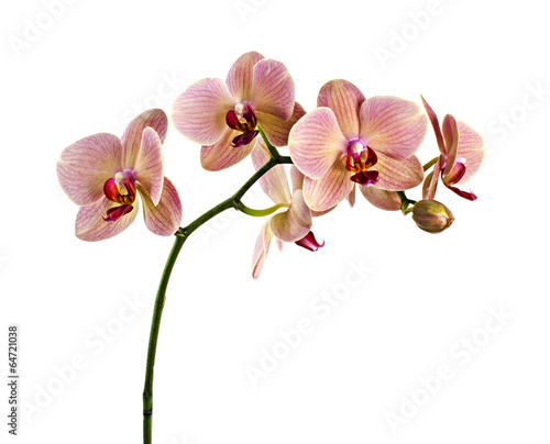 Orchid flowers isolated on white background