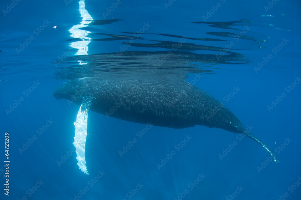 Obraz premium Humpback Whale 1
