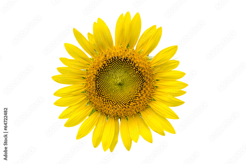 Fototapeta premium a sunflower isolated