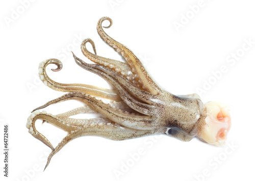 Image of squid isolated on white background.