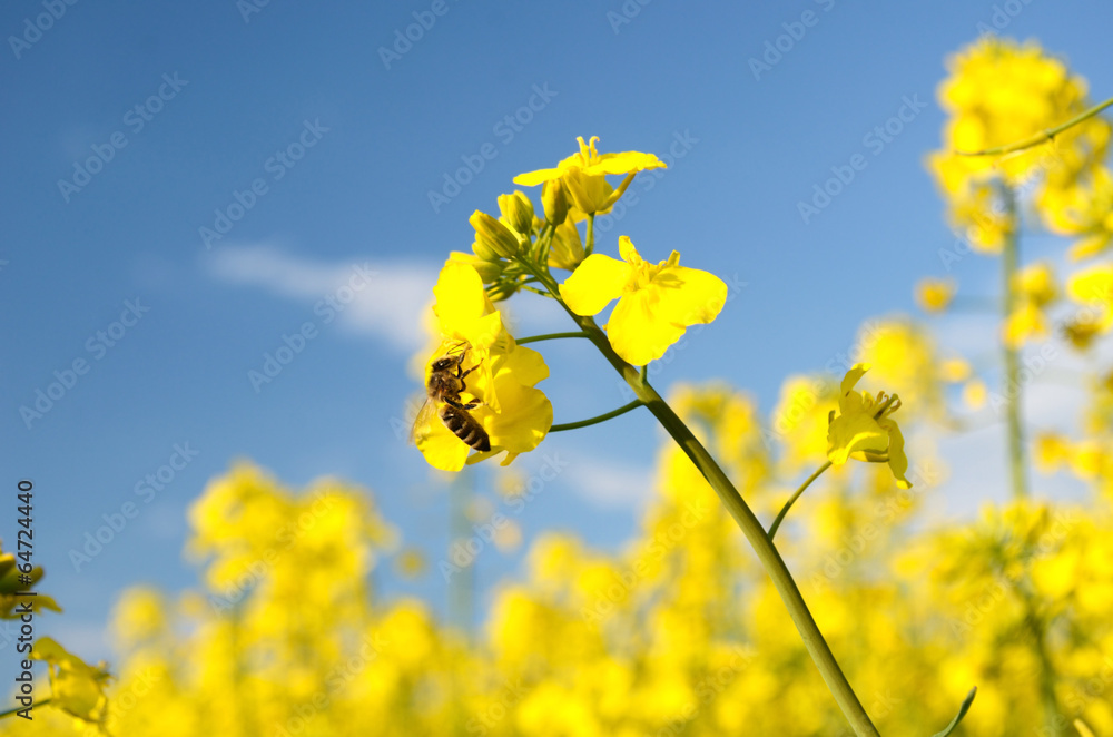 Bee on a flower of rape against a background of blue sky with cl