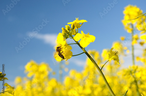 Obraz na płótnie Bee on a flower of rape against a background of blue sky with cl w salonie