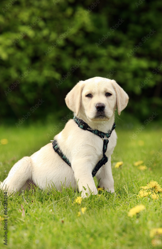 Labradorwelpe mit Hundegeschirr im Gras