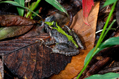 A cricket frog is resting on the forest floor.