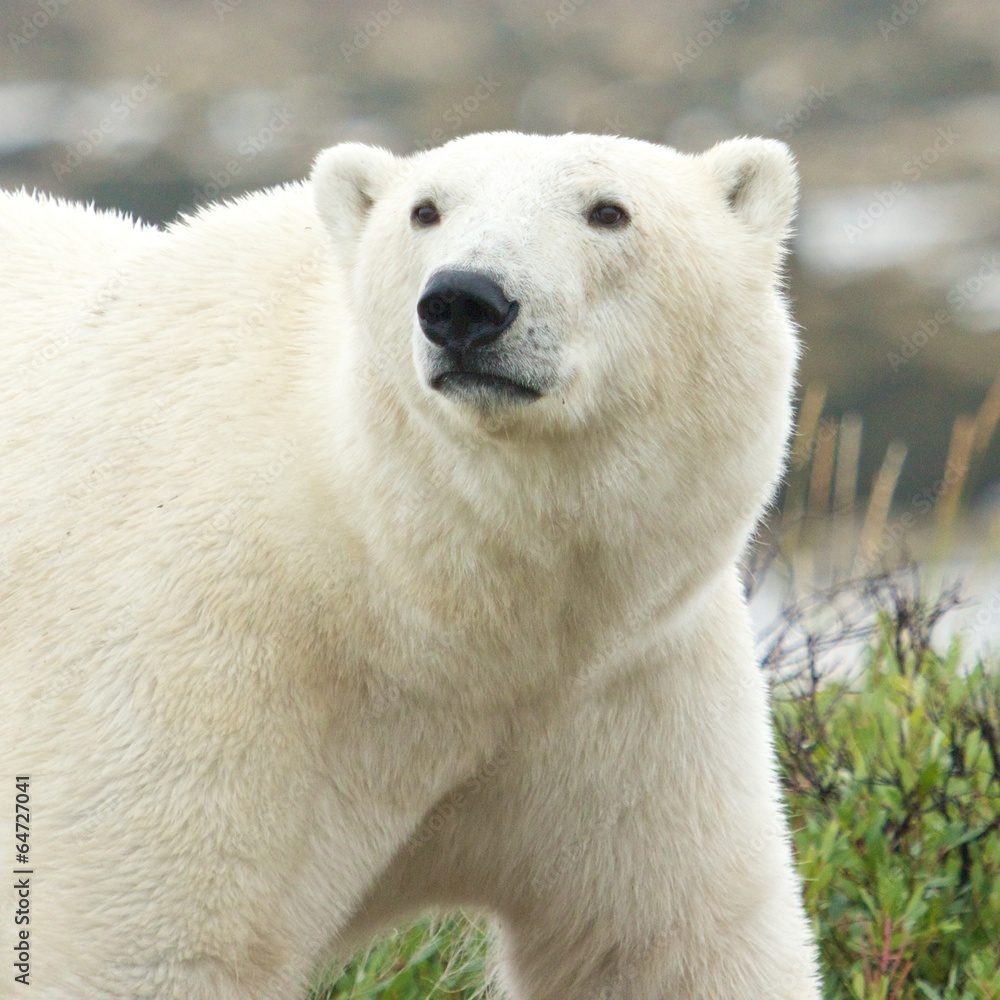 Curious Polar Bear Portrait Curious Polar Bear Portrait