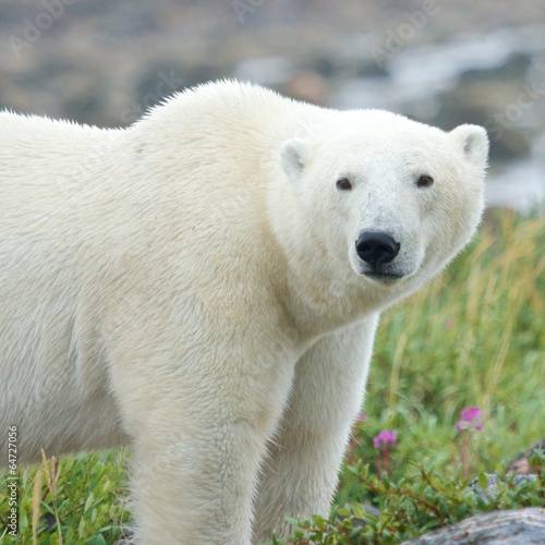 Polar Bear standing in the grass 2