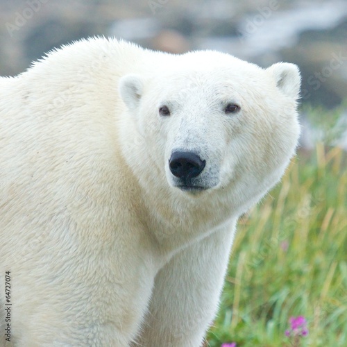 Closeup portrait of a curious Polar Bear