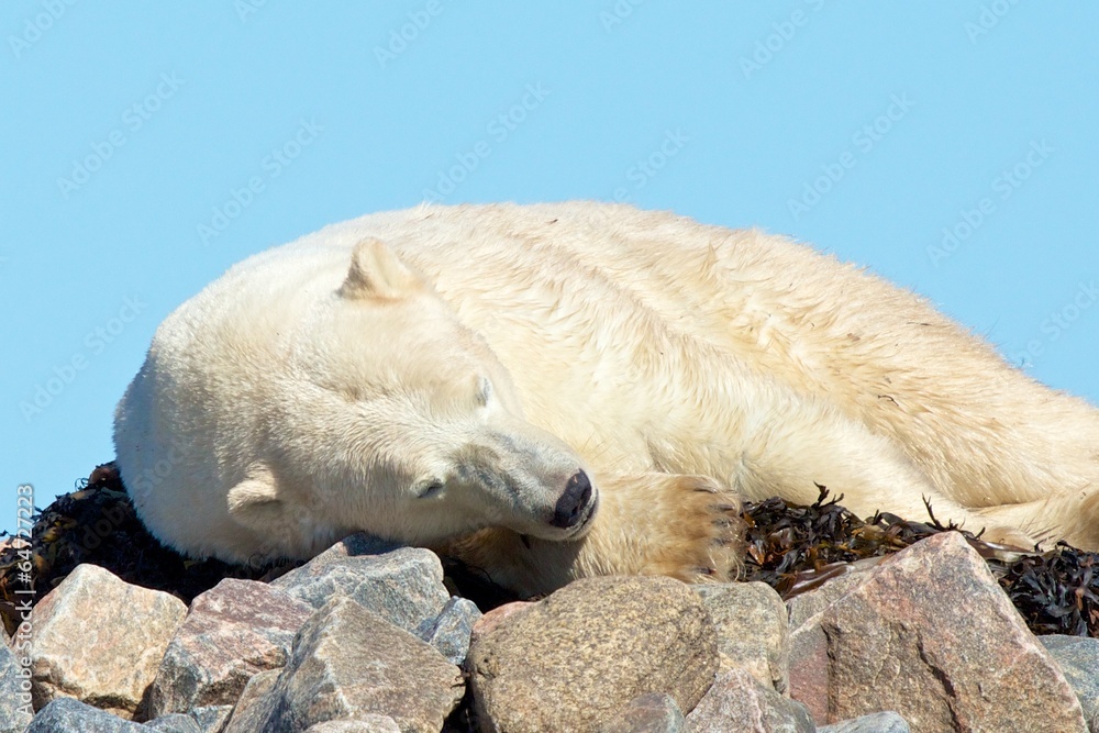 Lazy Polar Bear on the rocks LT WB Lazy Polar Bear on the rocks LT WB