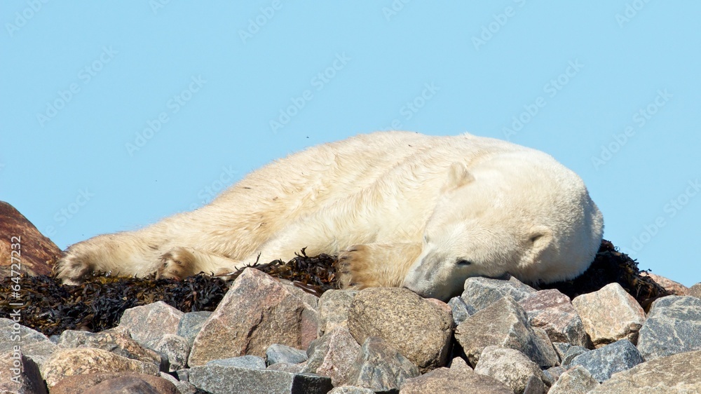 Polar Bear sleeping on seaweed Polar Bear sleeping on seaweed