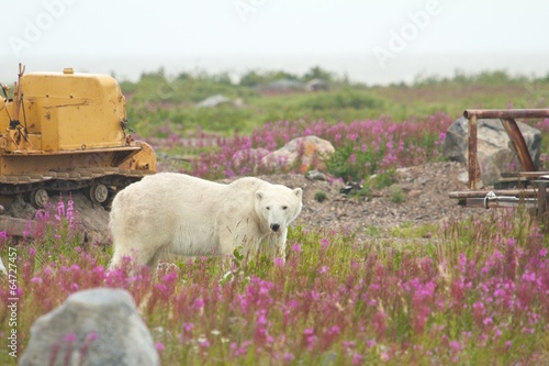 Polar Bear and Machines 1