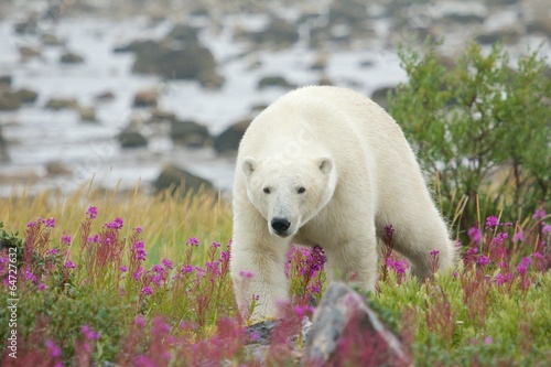 Polar Bear in the Fireweed C