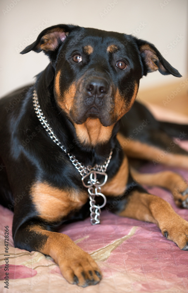 Fototapeta premium Rottweiler dog