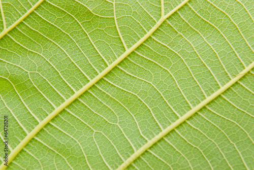 A close up of a fresh green leaf showing veins