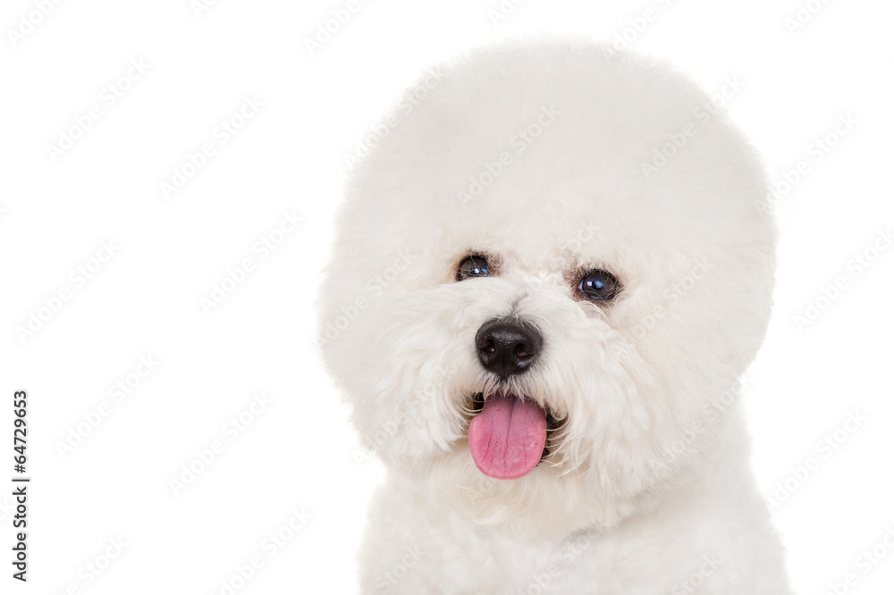 Obraz premium Bichon dog on white background