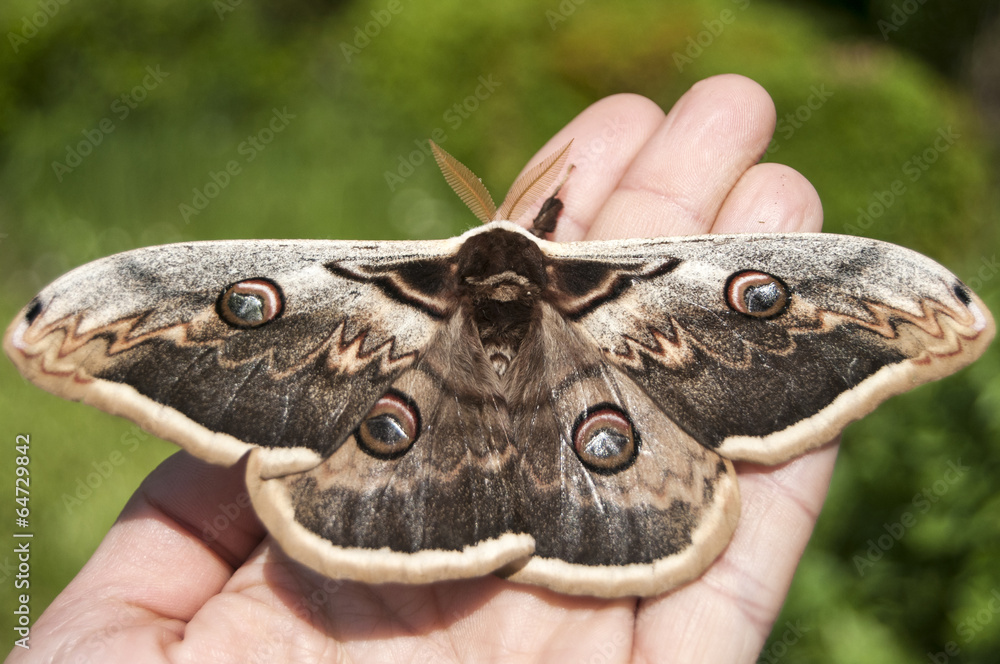Obraz premium Giant Peacock Moth closeup on human hand in sunny day