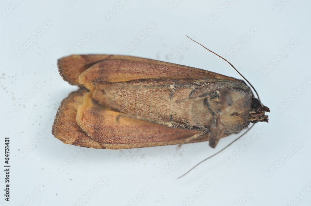 Dead brown moth on its back on white Dead brown moth on its back on white