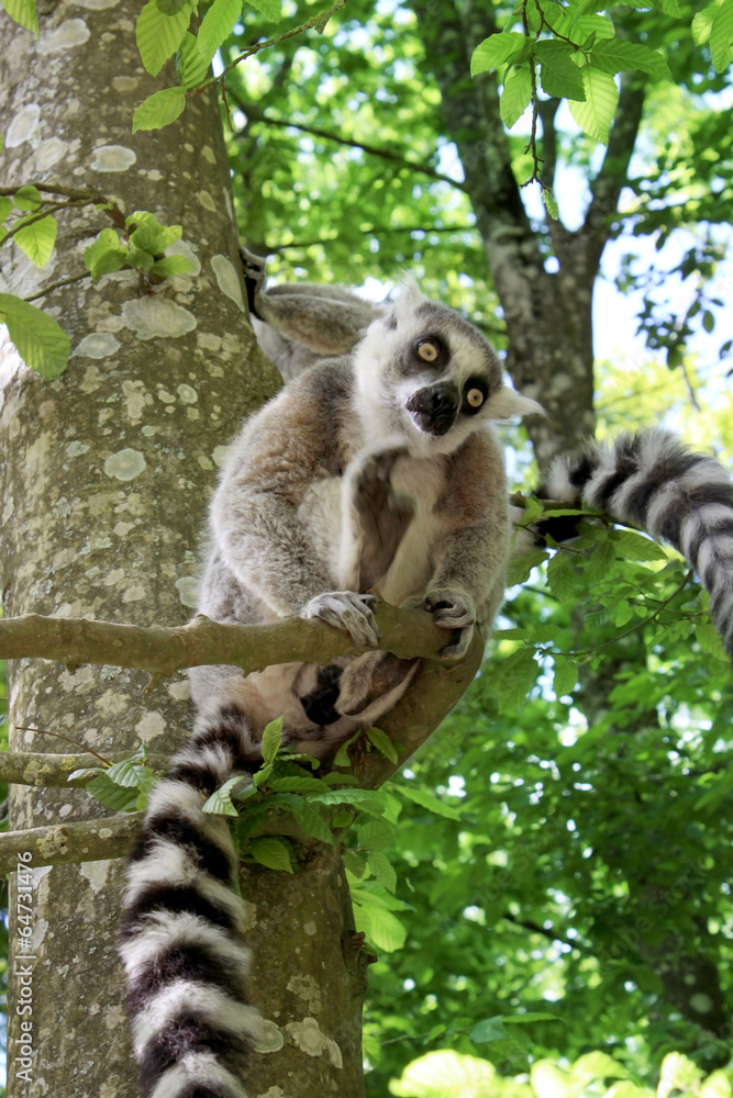 Fototapeta premium cute little monkey at the zoo