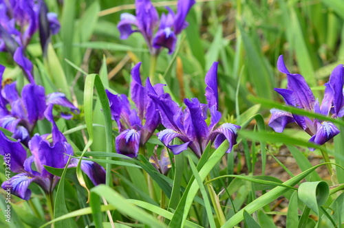 ирис дикий, iris