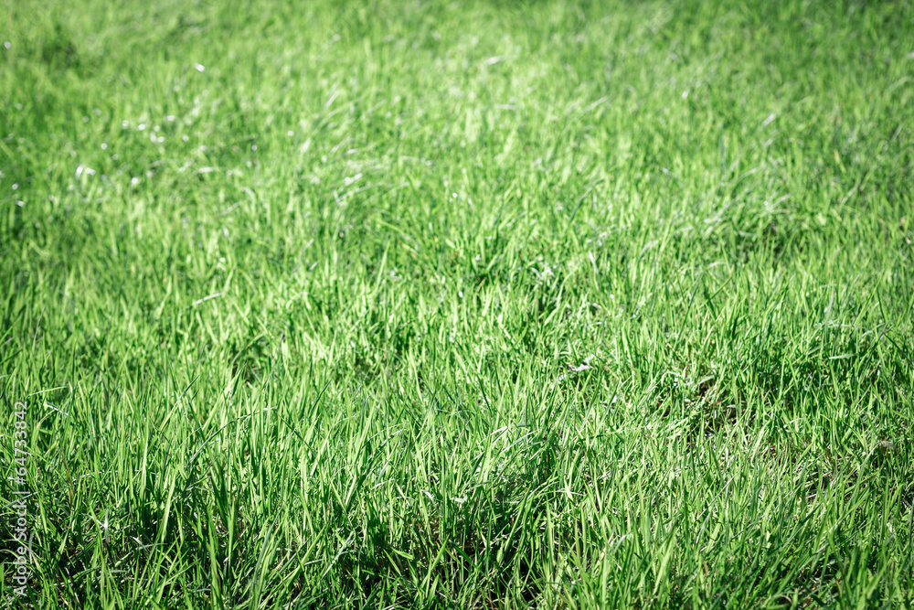 Grass Grass