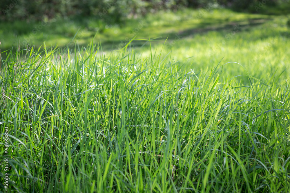 Fototapeta premium Grass