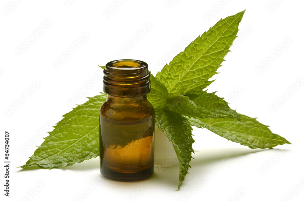 Mentha Minzen Menta Menthe Mięta Мята Nane נענע Mentha Minzen Menta Menthe Mięta Мята Nane נענע